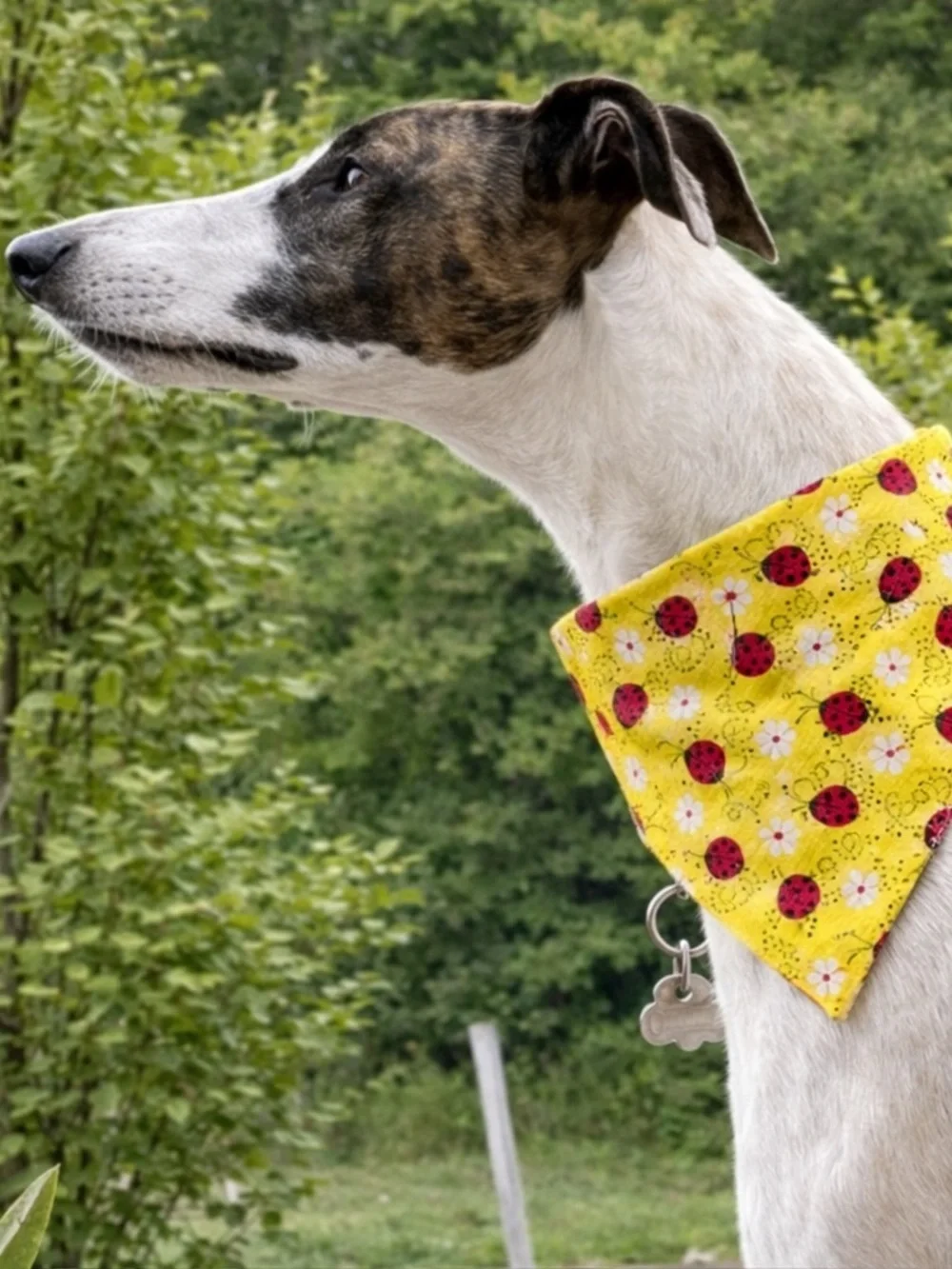 Lady Bug Dog Scrunchie Bandana - Cute Collar Accessory